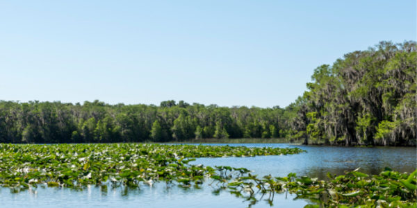 Lake in Florida covered in water lilies with a blue sky overhead.