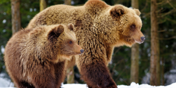Two brown bears walking through a snow-covered landscape with a forest in the background.
