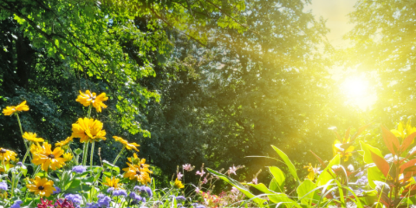 Wildflowers blooming in a vibrant green landscape with the sun setting in the background.