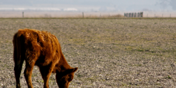 A calf in a dry field with mountains in the background.