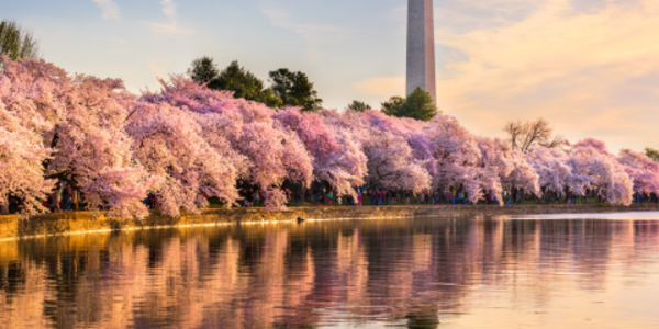 Cherry blossom trees blooming along the Potomac River.
