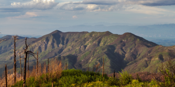 A mountain ridgeline in Arizona with a small amount of green vegetation creeping onto the rocks of the mountains and burned and dead ponderosa pine trees in the foreground.