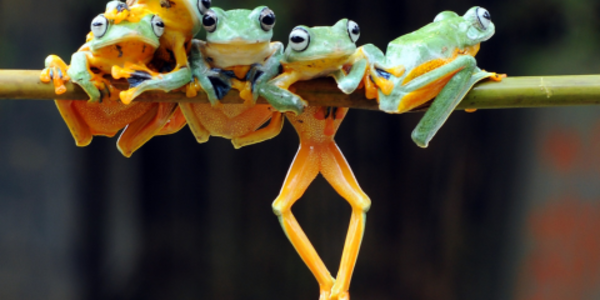 Five green and orange tree frogs hanging off of a piece of bamboo.