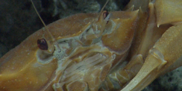 A chaceon crab below methane hydrate and on top of large mussels.