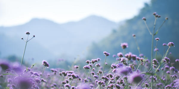Field of violet verbena flowers.