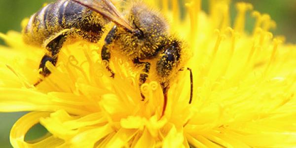 Photo of a bee covered in pollen