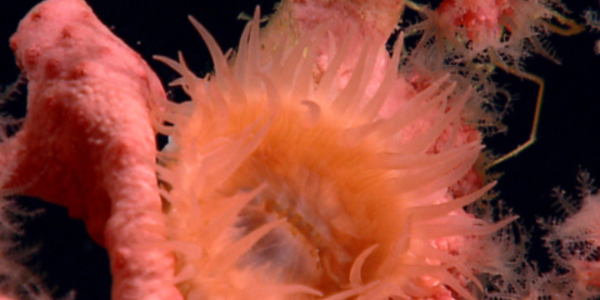  A Paragorgia sp. deep-sea coral with polyps extended while providing habitat for an orange anemone.