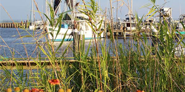 Photo of Gulf of Mexico by Barbara Ambrose, NOAA NCEI