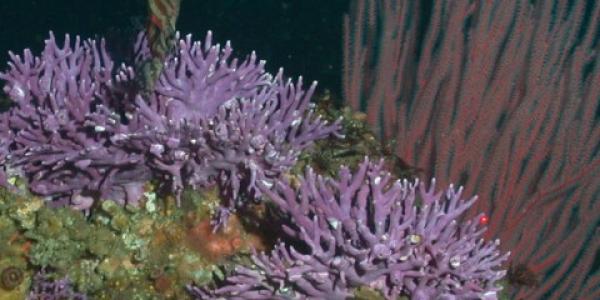 Picture of Stylaster Californicus Coral by NOAA SWFSC