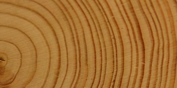 Photo of tree rings