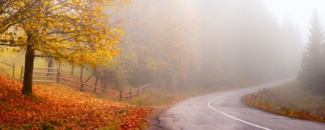 Yellow foliage on tree on the left and foggy road with fallen leaves on the banks. Yellow foliage on tree on the left and foggy road with fallen leaves on the banks.