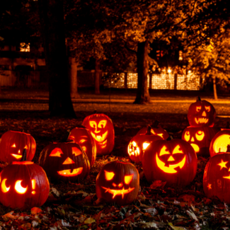Many carved pumpkins with different designs and faces set out on a stretch of grass with trees in the background.