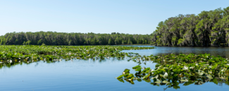 Lake in Florida covered in water lilies with a blue sky overhead. Lake in Florida covered in water lilies with a blue sky overhead.