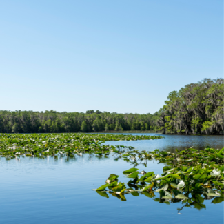 Lake in Florida covered in water lilies with a blue sky overhead.