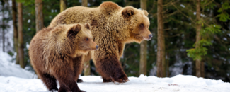 Two brown bears walking through a snow-covered landscape with a forest in the background. Two brown bears walking through a snow-covered landscape with a forest in the background.