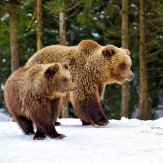 Two brown bears walking through a snow-covered landscape with a forest in the background.
