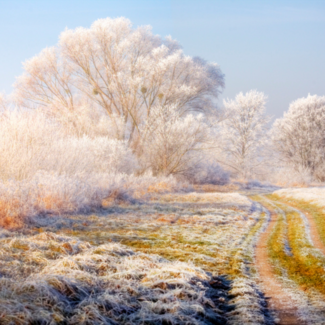  Yellow-hued backcountry road and trees lightly dusted in snow.