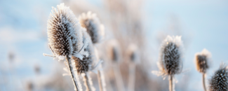 Ice crystals on frozen flower buds with a blurred out blue-sky in the background. Ice crystals on frozen flower buds with a blurred out blue-sky in the background.
