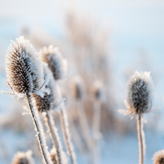 Ice crystals on frozen flower buds with a blurred out blue-sky in the background.