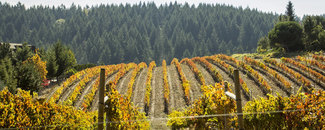Picture of California vineyard Picture of California vineyard