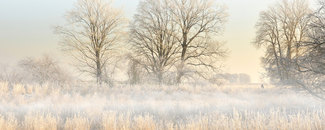 Picture of trees in a fog-filled field Picture of trees in a fog-filled field