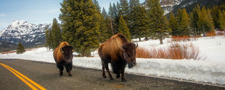Picture of bison at Yellowstone Picture of bison at Yellowstone