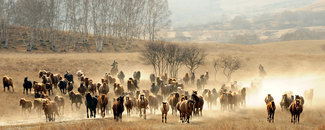 Picture of horses being herded Picture of horses being herded