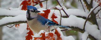 Picture of a blue jay in the snow Picture of a blue jay in the snow