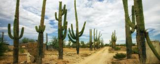 Desert cacti and road Photo of desert cacti and road