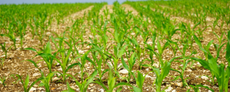 Picture of Cornfield Picture of cornfield