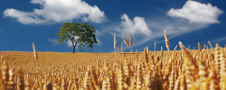Picture of cereals field in the sun Picture of cereals field in the sun
