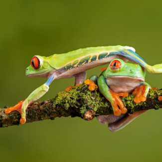 A red-eyed tree frog walking over another frog on a branch.