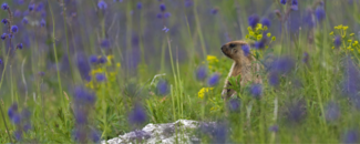 Furry brown rodent that resembles a groundhog in a field of yellow and purple flowers. Furry brown rodent that resembles a groundhog in a field of yellow and purple flowers.