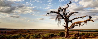 Bare tree in desert landscape Bare tree in desert landscape