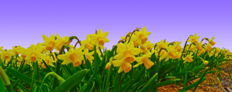 Field of yellow daffodils in bloom with purple-ish blue sky in the background. Field of yellow daffodils in bloom with purple-ish blue sky in the background.