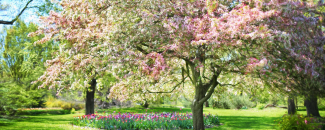 Cherry blossom trees turning from pink to a vibrant green amidst green grass and foliage. Cherry blossom trees turning from pink to a vibrant green amidst green grass and foliage.