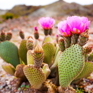Prickly pear cactus blooming with pink flowers sprouting from the top of it in the desert.