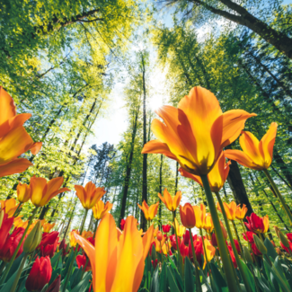 Low-angle view of orange flowers against forest canopy.