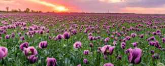 Flowers in a field, with sun setting in background Flowers in a field, with sun setting in background