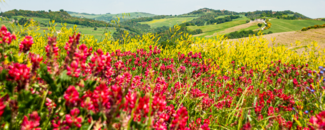 Red field of flowers, with blue sky and mountains in the background Red field of flowers, with blue sky and mountains in the background