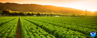 Rows of crops with the sun hiding behind mountains in the background. Rows of crops with the sun hiding behind mountains in the background.