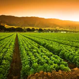 Rows of crops with the sun hiding behind mountains in the background. 