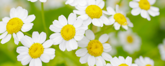 Yellow and white flowers in bloom. Yellow and white flowers in bloom.