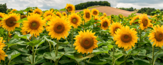 Field of sunflowers in foreground with slight mountain in the distance Field of sunflowers in foreground with slight mountain in the distance
