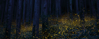 Cluster of fireflies lit up around ground level and dispersed between tree trunks. Cluster of fireflies lit up around ground level and dispersed between tree trunks.