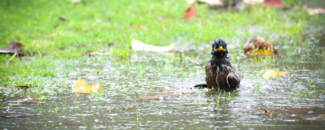 A bird in a large puddle of water collected on the grass. A bird in a large puddle of water collected on the grass.