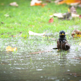 A bird in a large puddle of water collected on the grass.