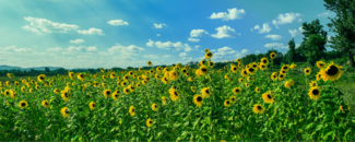 Sunflower field with blue sky and clouds overhead Sunflower field with blue sky and clouds overhead