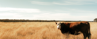 A brown cow standing in a dry pasture with a hazy blue sky overhead. A brown cow standing in a dry pasture with a hazy blue sky overhead.
