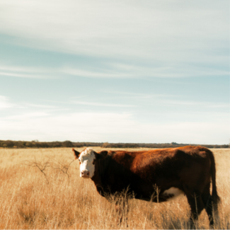 A brown cow standing in a dry pasture with a hazy blue sky overhead.